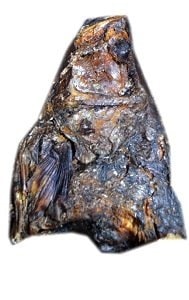 Sawa Fish (Bonga Fish) - Dried x1