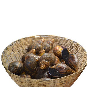 Snails - Medium x20 (Cleaned)