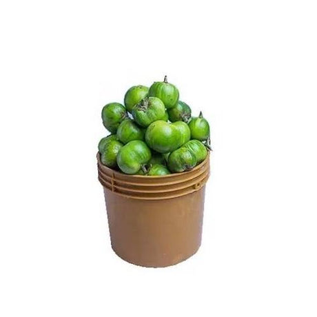 Garden Egg - Green 4 L