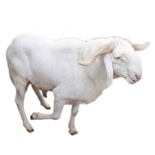 Ram - Live (Medium)