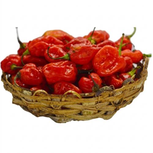 Rodo Pepper - Red (Big Basket)