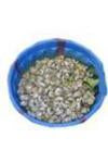 Nkonko (Water Snail) ~170 g