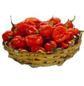 Rodo - Red (Small Basket)