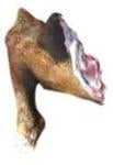 Goat Arm - Smoked - Cut Up