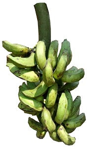 Banana - Unripe Bundle - Yoruba
