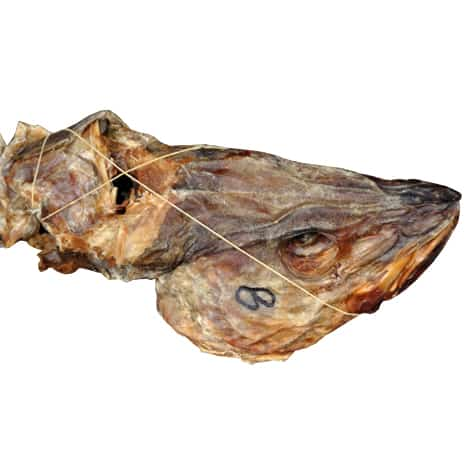 Stock Fish - Head