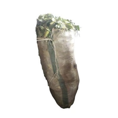 Cabbage - White - Full Bag
