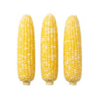 Three ears of yellow corn on a white background