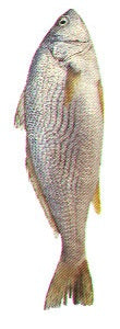 Croaker x1 - Frozen