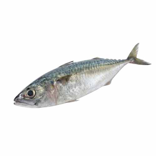 Kote Fish ~1 kg - Frozen