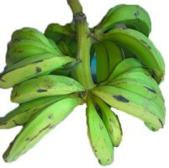 Unripe Plantain Bundle - Medium