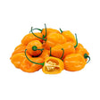 Rodo Pepper - Yellow x7