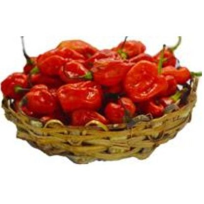 Rodo Pepper - Red (Big Basket)