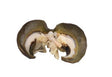 Snail - Medium x4 (Cleaned)